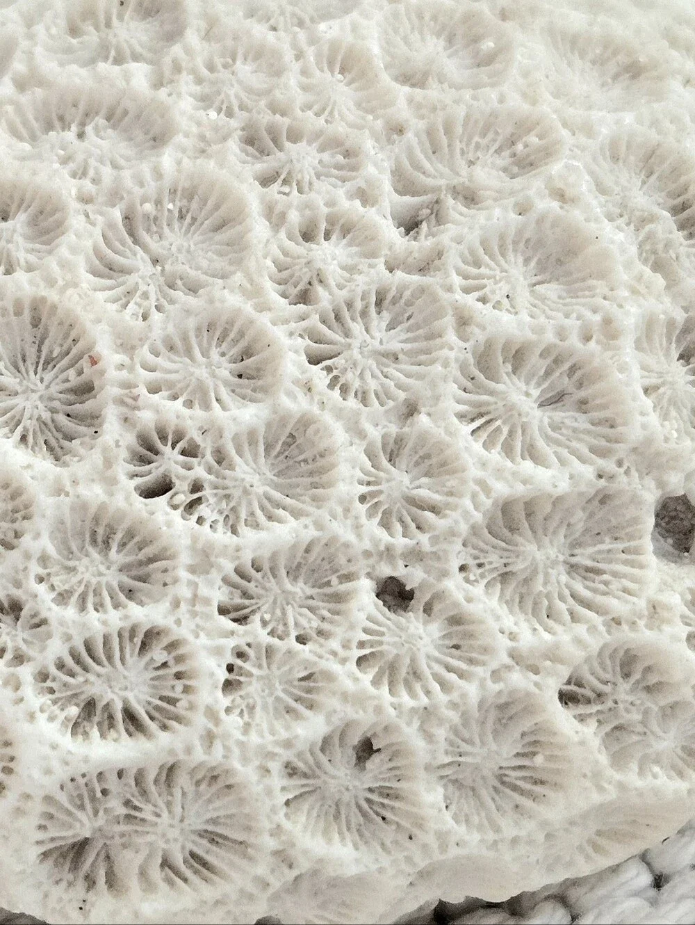 Small Fist-Size Coral Closed Brain or Moon Natural Nautical Shelf Aquarium Decor